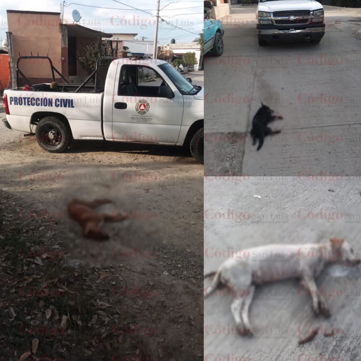 perritos-asesinados-valles-asesino-mascotas