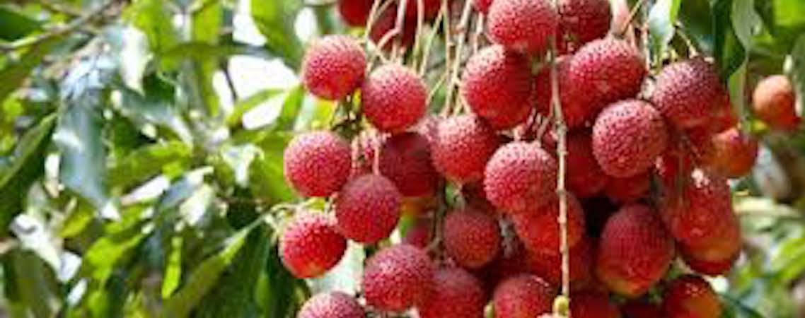 Litchi