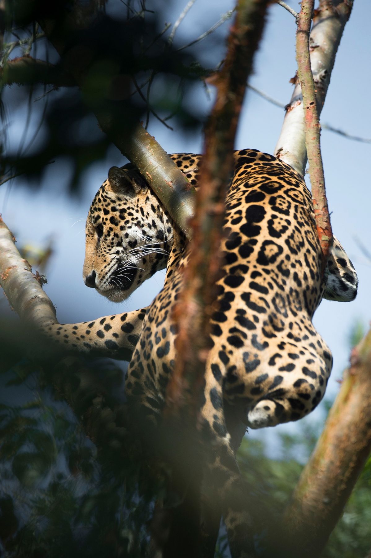 jaguar-sobrevivir-huasteca