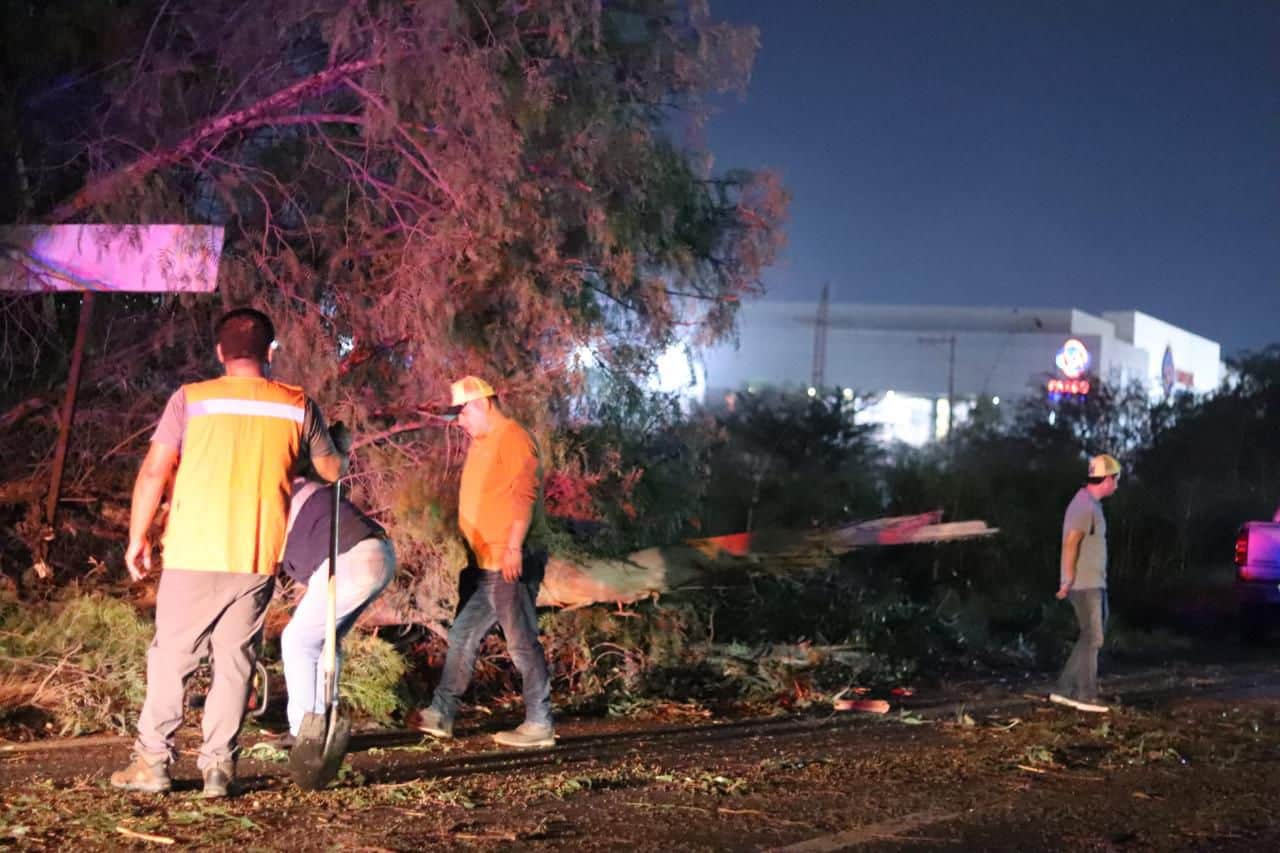 Por cada árbol caído durante la tormenta, Gobierno de la Capital plantará diez nuevos ejemplares