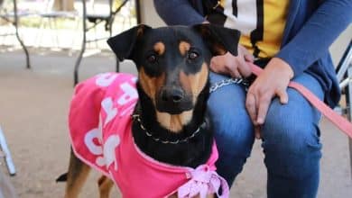 adopción gobierno municipal slp