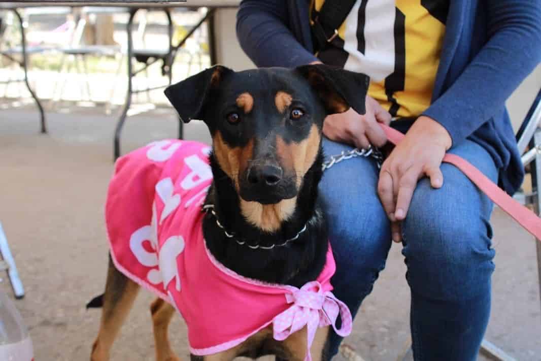 adopción gobierno municipal slp