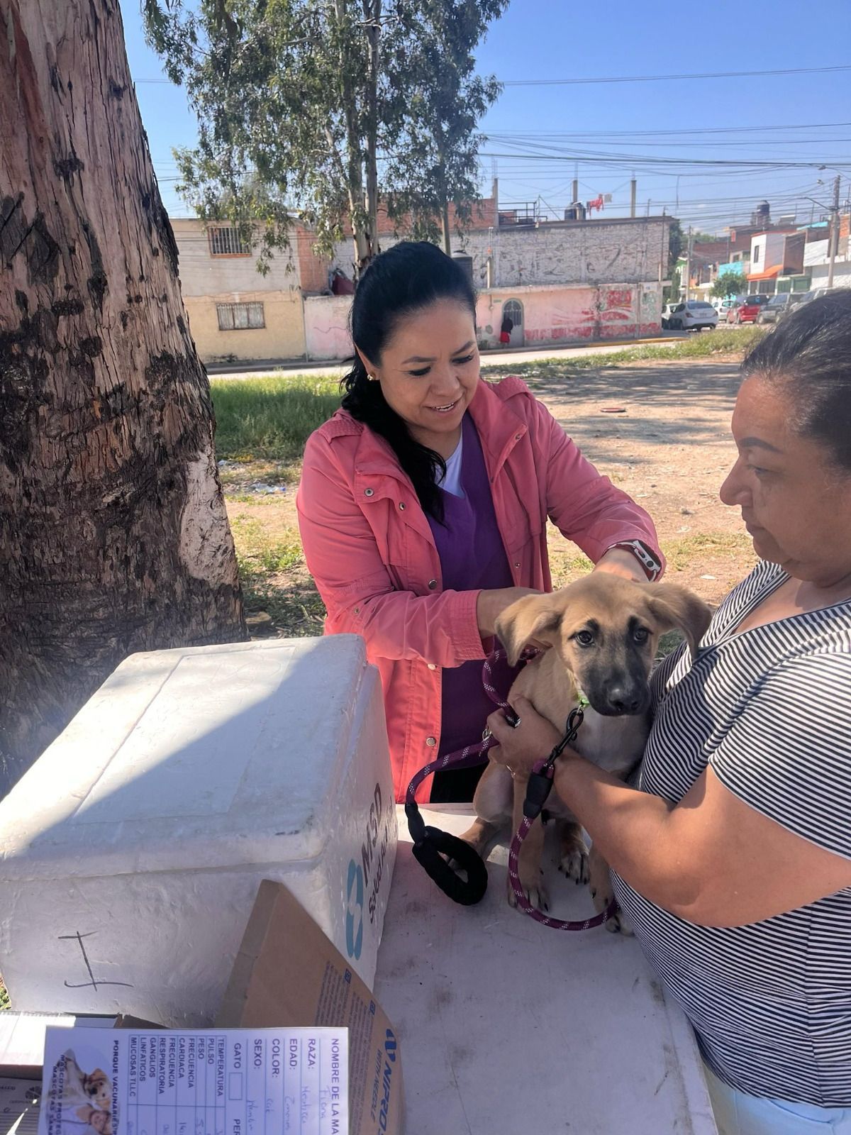 vacunas antirrábicas