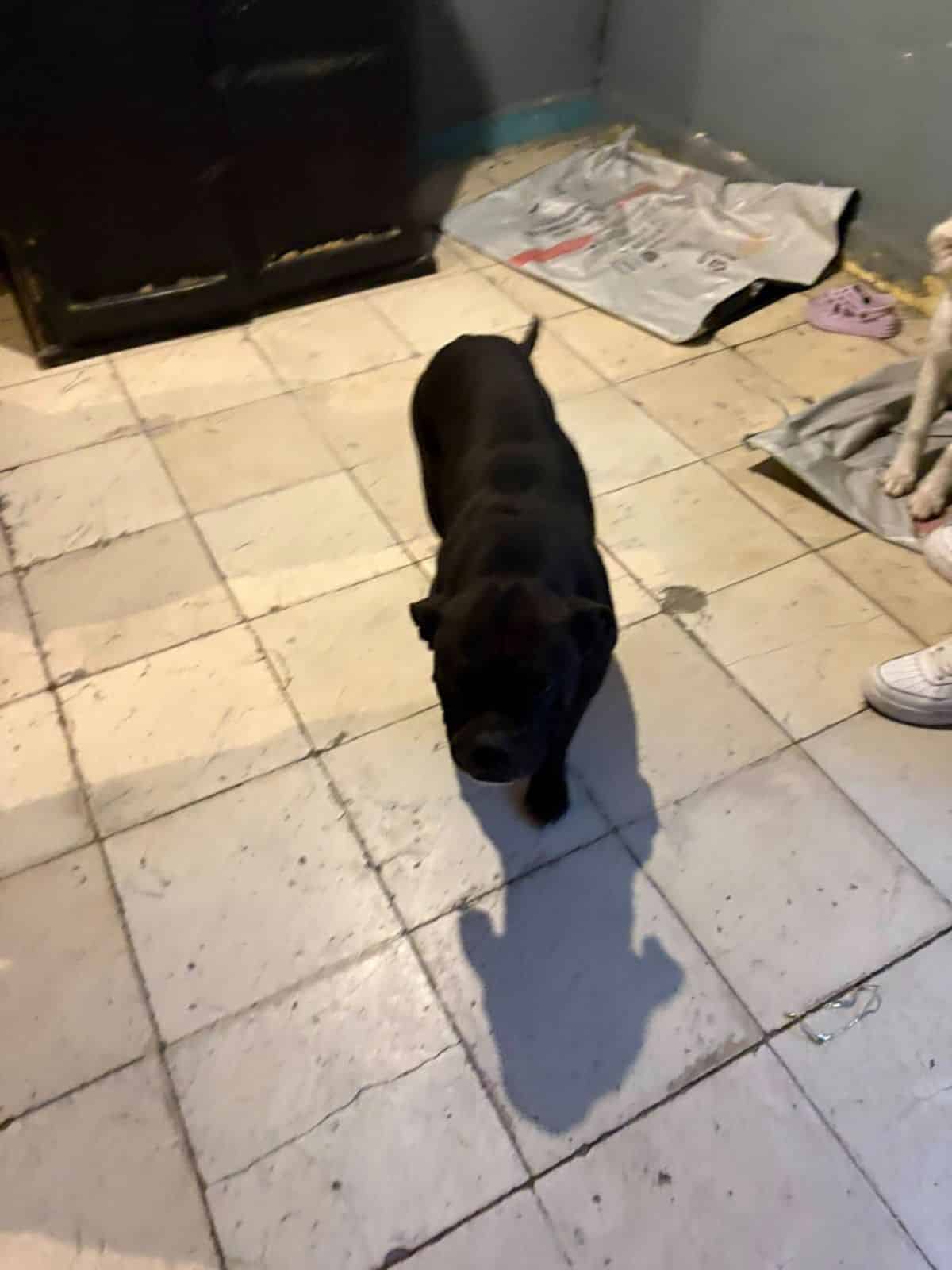bienestar animales slp gobierno municipal