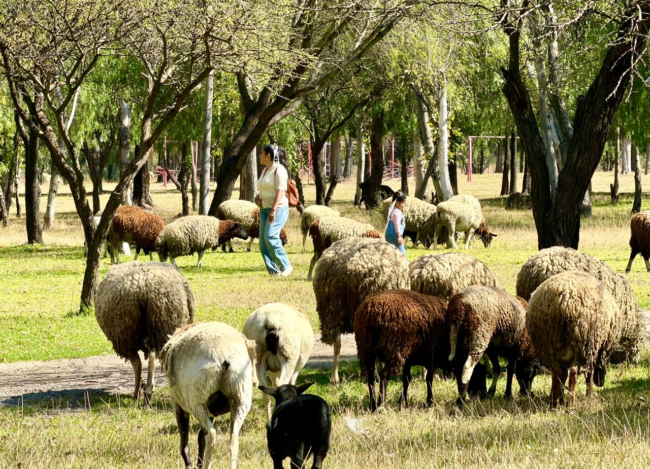 parques tangamanga gobierno del estado slp
