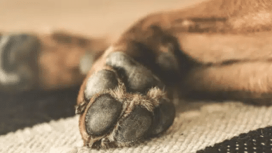 Asfixian en la Rivas Guillén a "Canelo", un lomito desaparecido desde junio