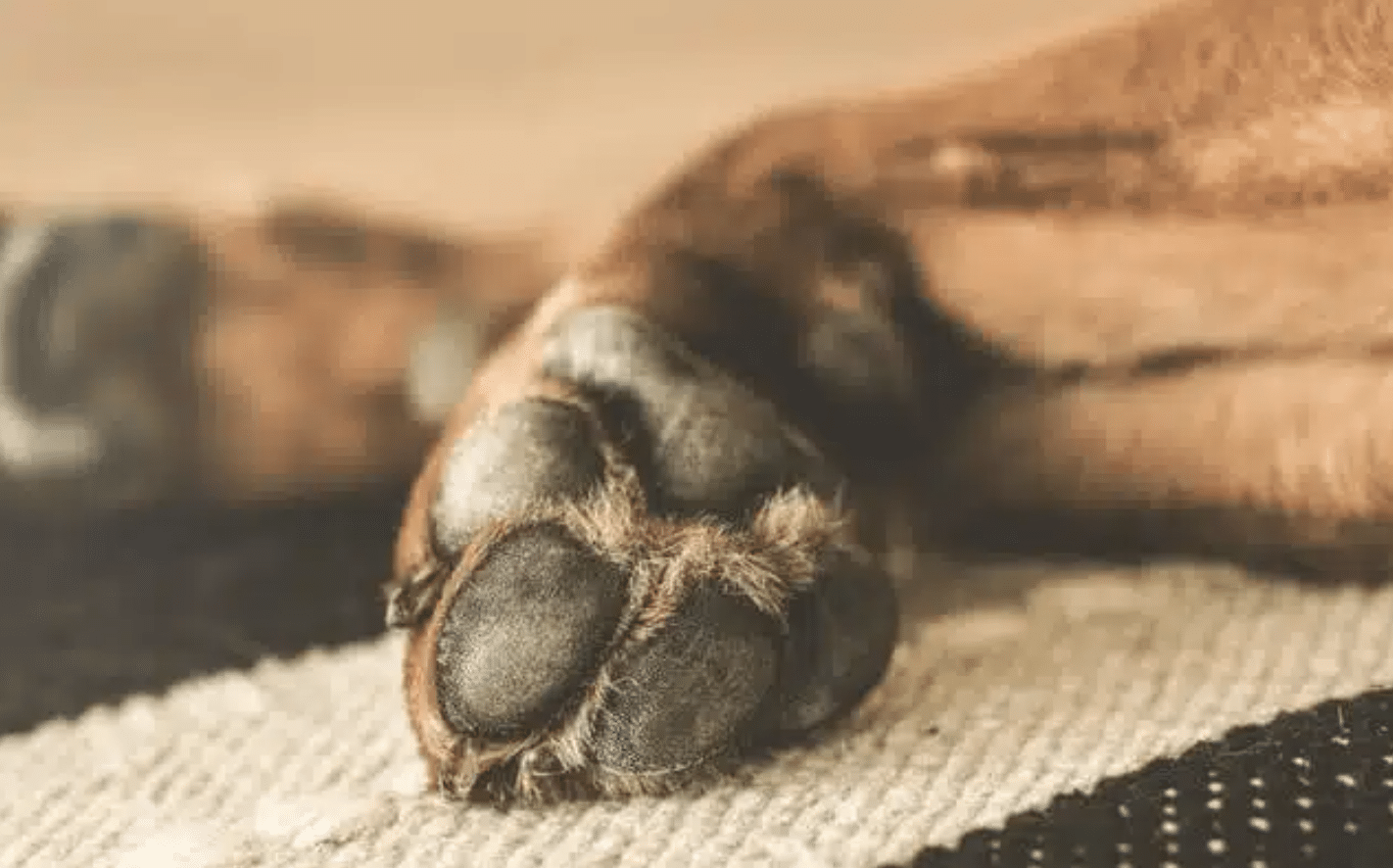 Asfixian en la Rivas Guillén a "Canelo", un lomito desaparecido desde junio