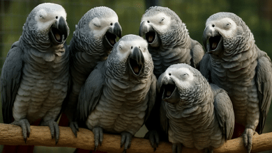 Castigan a cinco loros en zoológico de Inglaterra por insultar a visitantes