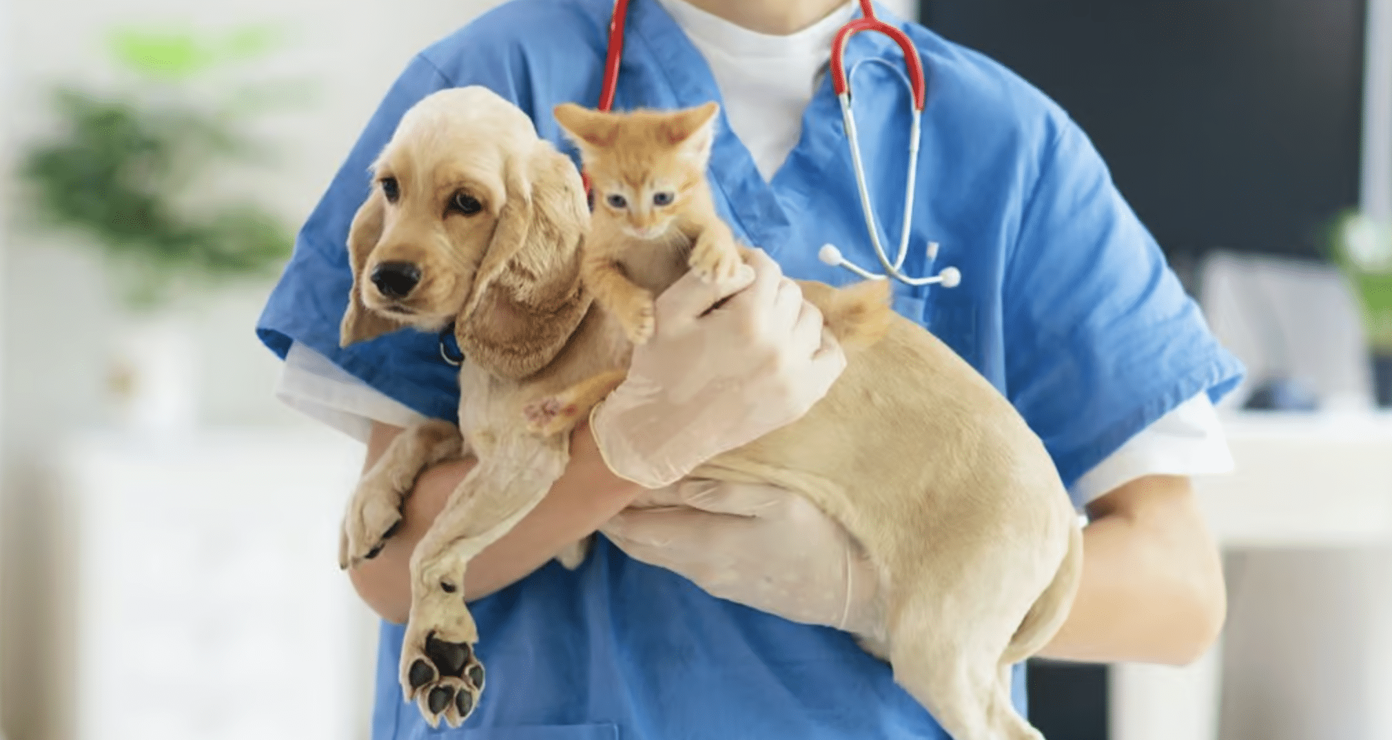 esterilizar escalerillas