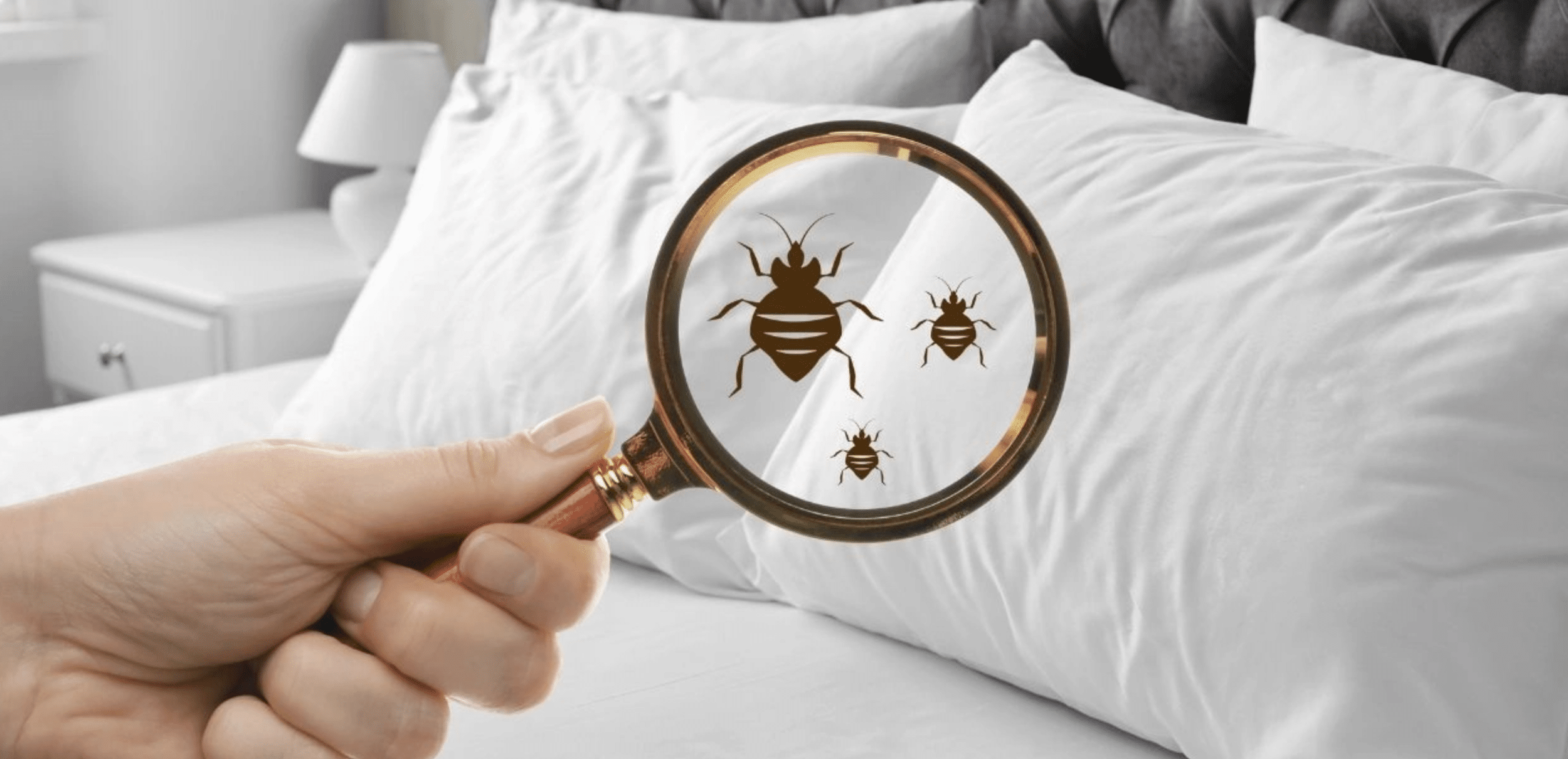 eliminar acaros colchon