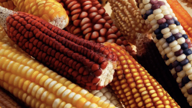 dia nacional del maiz