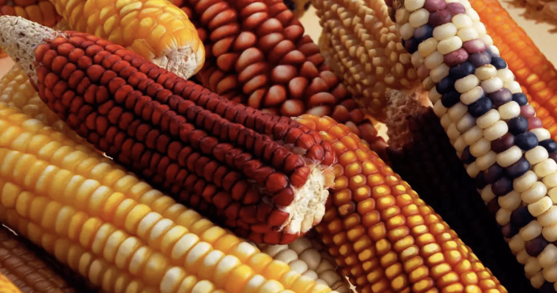 dia nacional del maiz