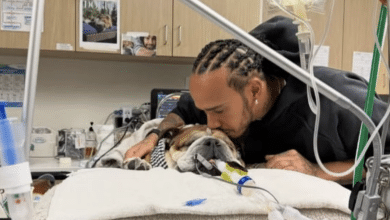 lewis hamilton roscoe