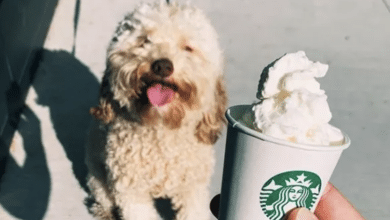 Puppuccino