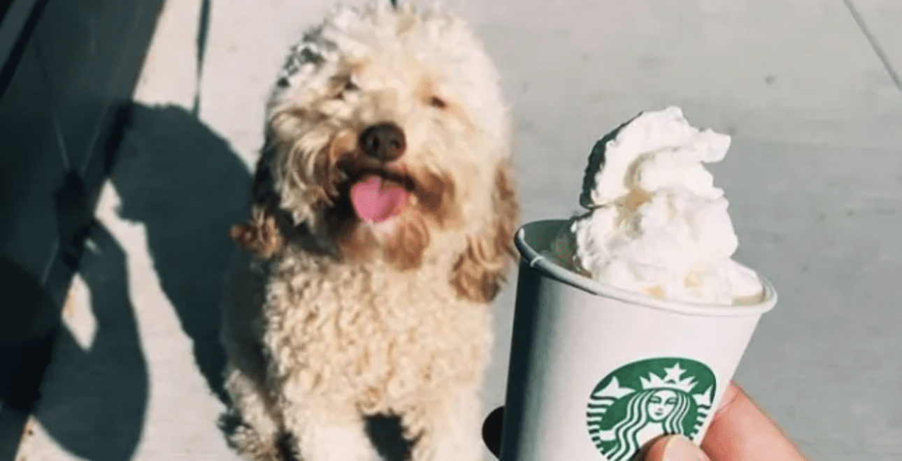 Puppuccino