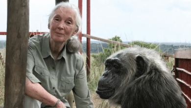 Jane Goodall
