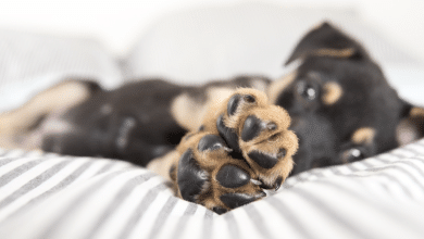 almohadillas perritos