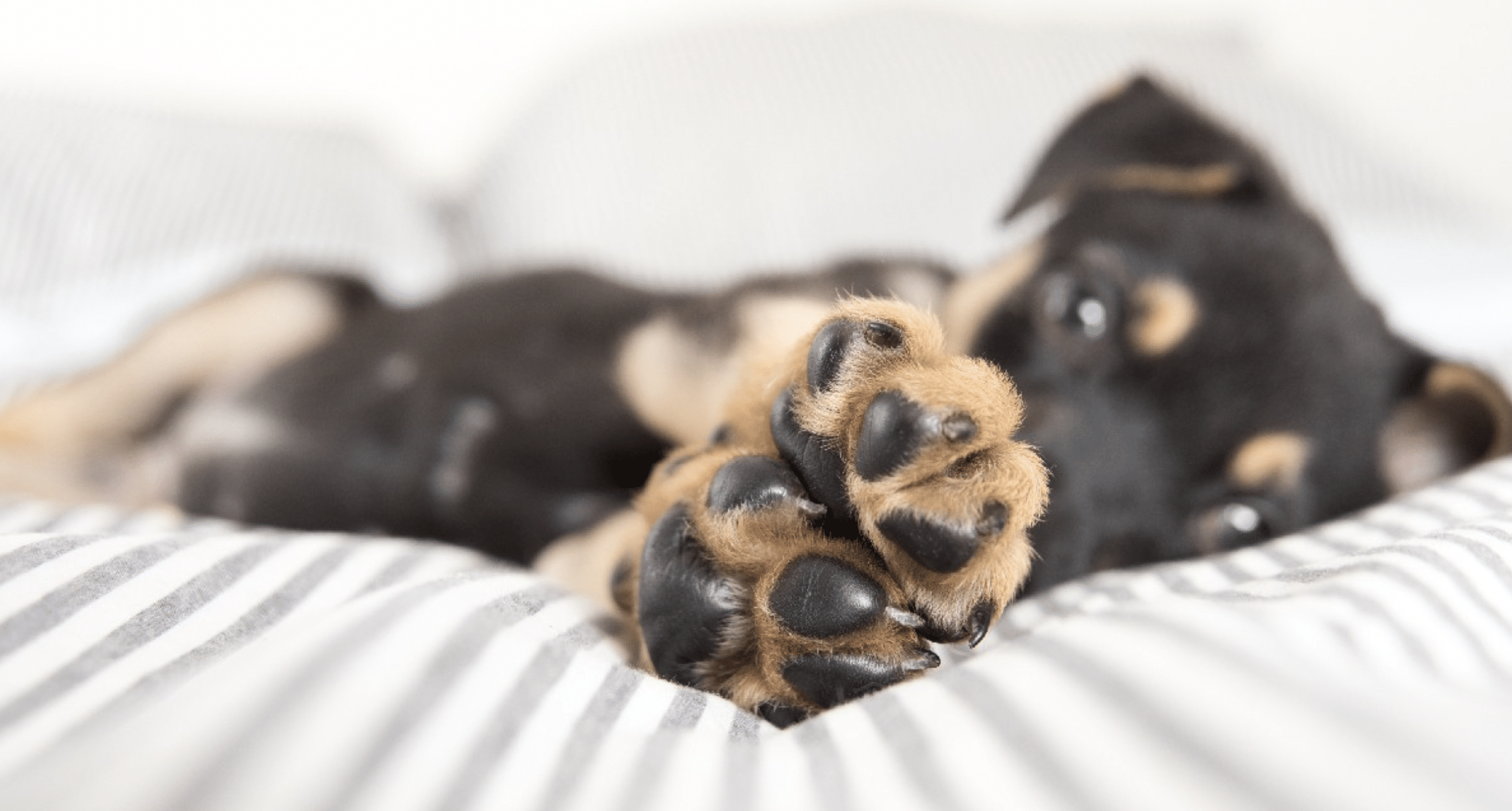 almohadillas perritos