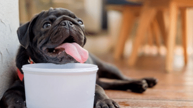 perritos deshidratación