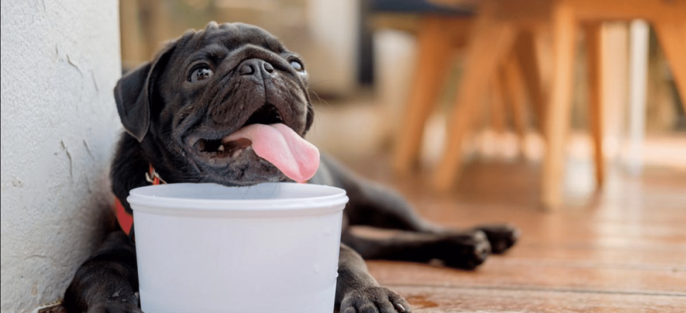 perritos deshidratación