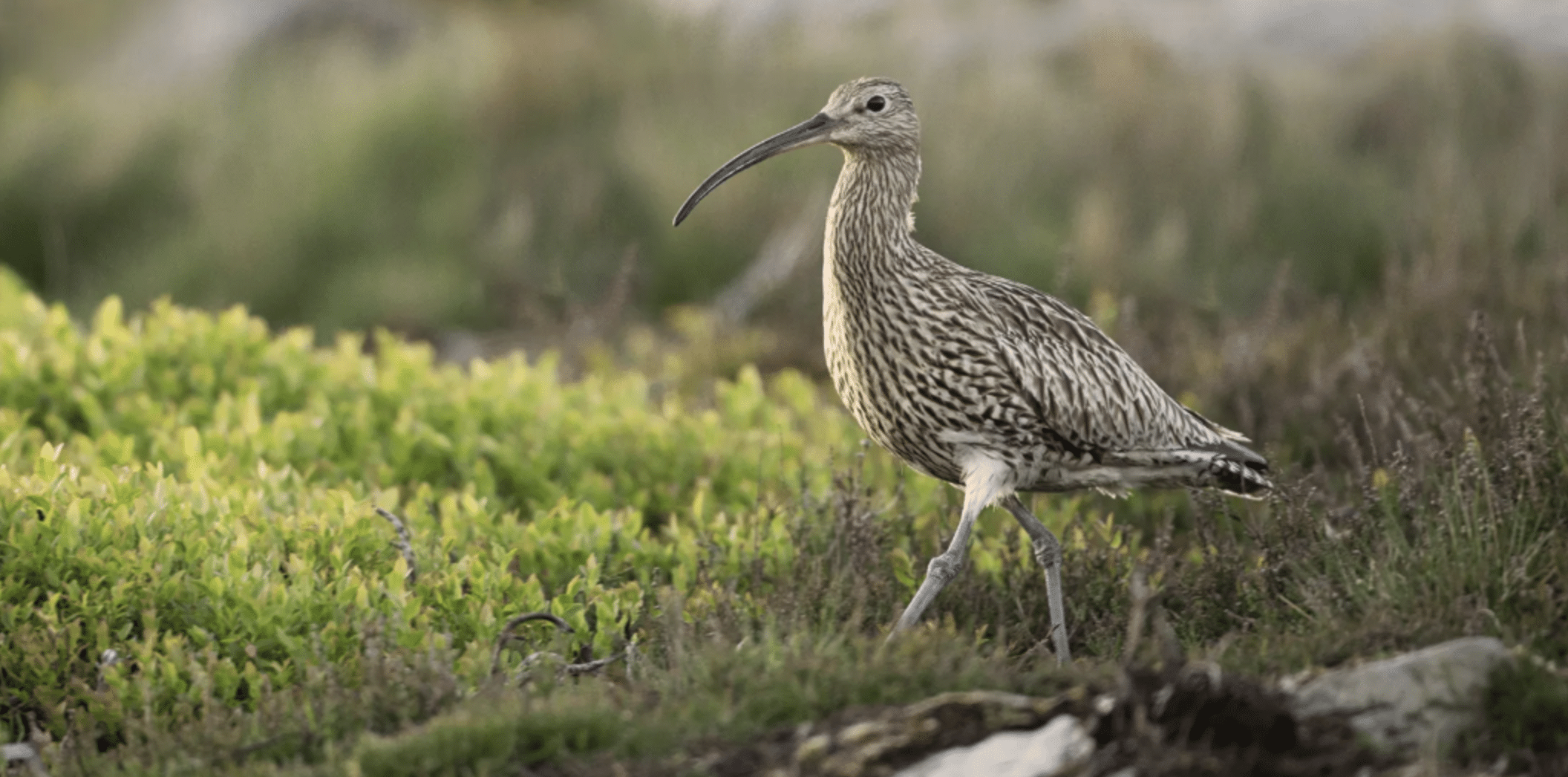 zarapito de pico fino