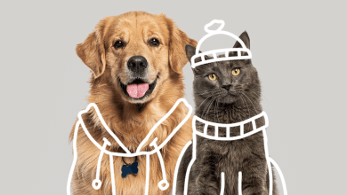 perritos gatitos frío