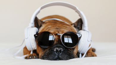 música perritos