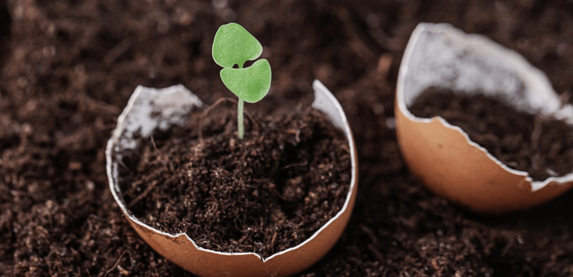 cáscara huevo plantas salud vida sana