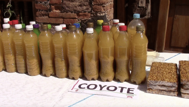 coyote guerrero gastronomía