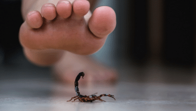 picadura animales ponzoñosos