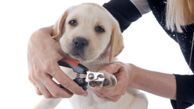 perrito cachorro uñas vida saludable