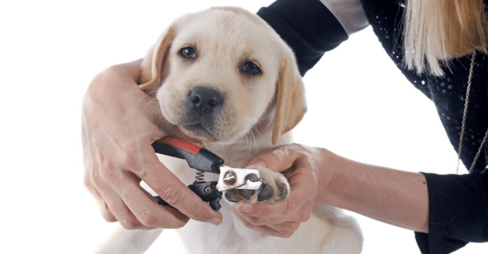 perrito cachorro uñas vida saludable