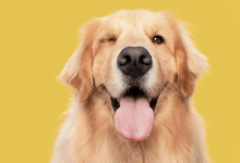 día golden retriever