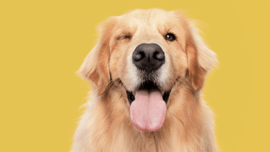 día golden retriever