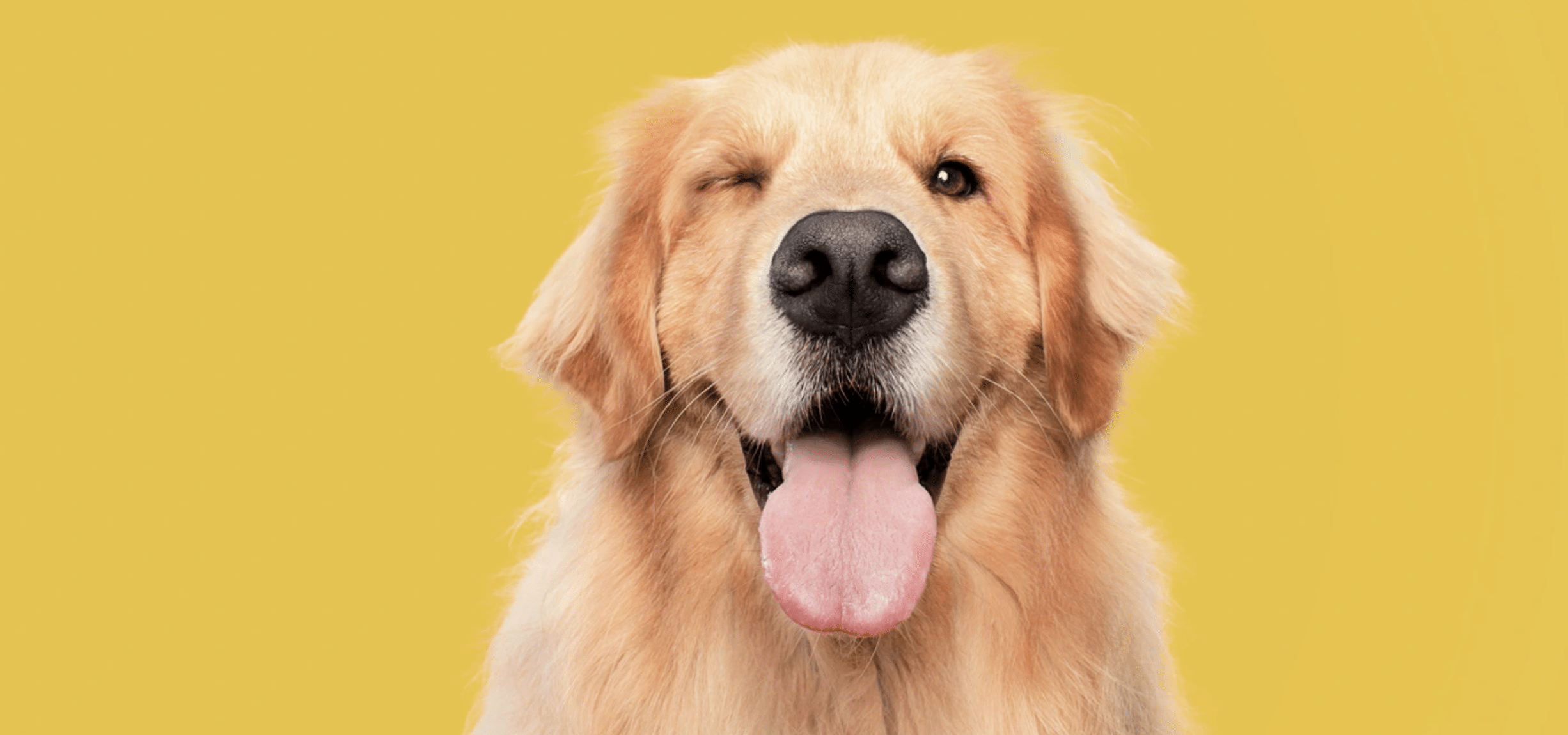 día golden retriever