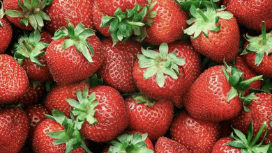 fresas vida sana salud