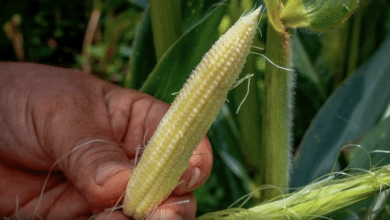 maíz baby gastronomía