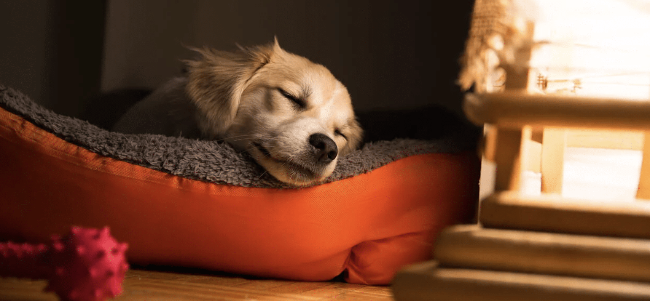 perrito dormir
