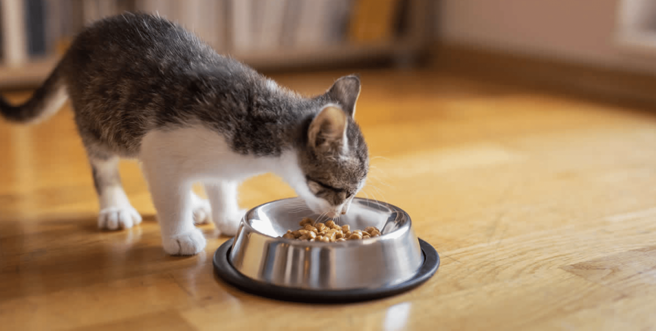 gatitos