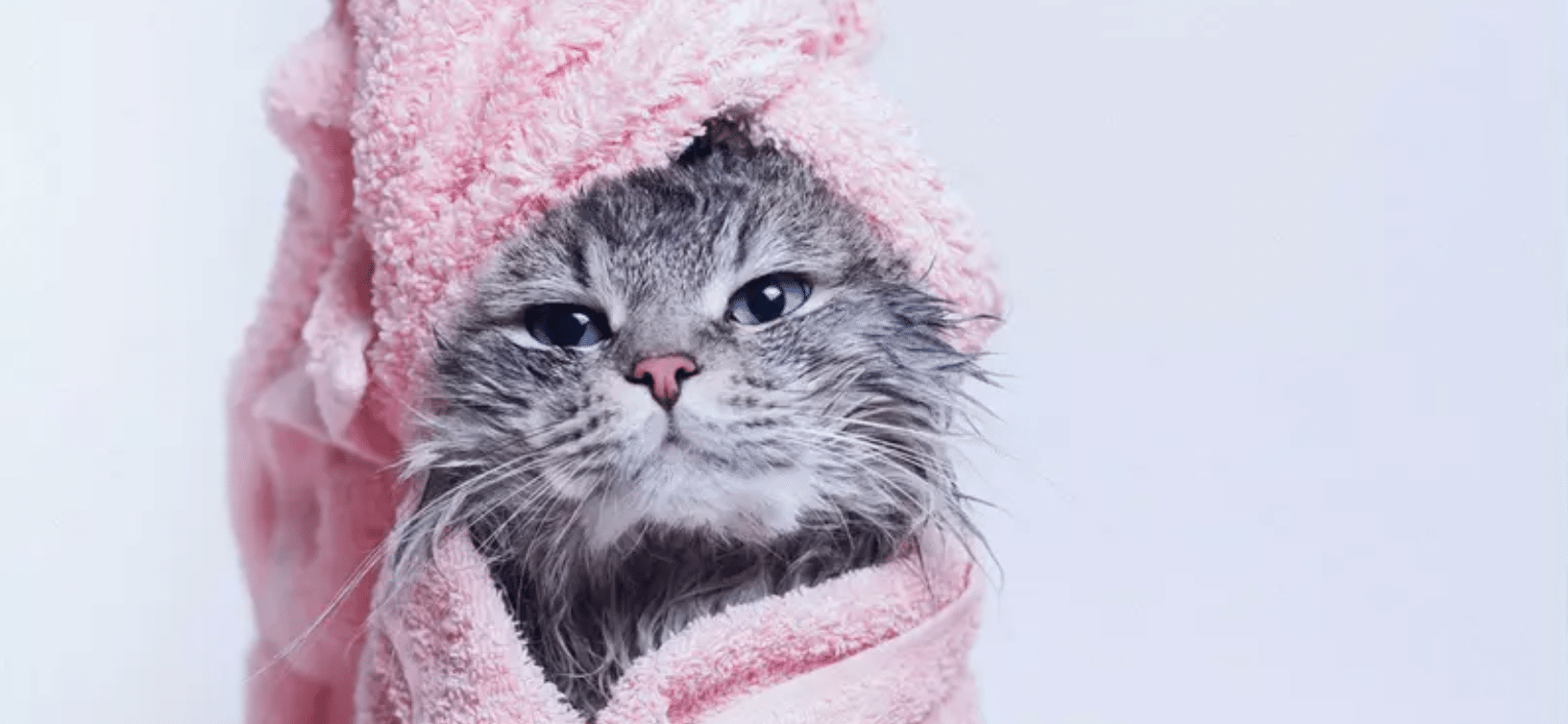 gatito secado