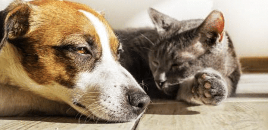 perritos gatitos calor