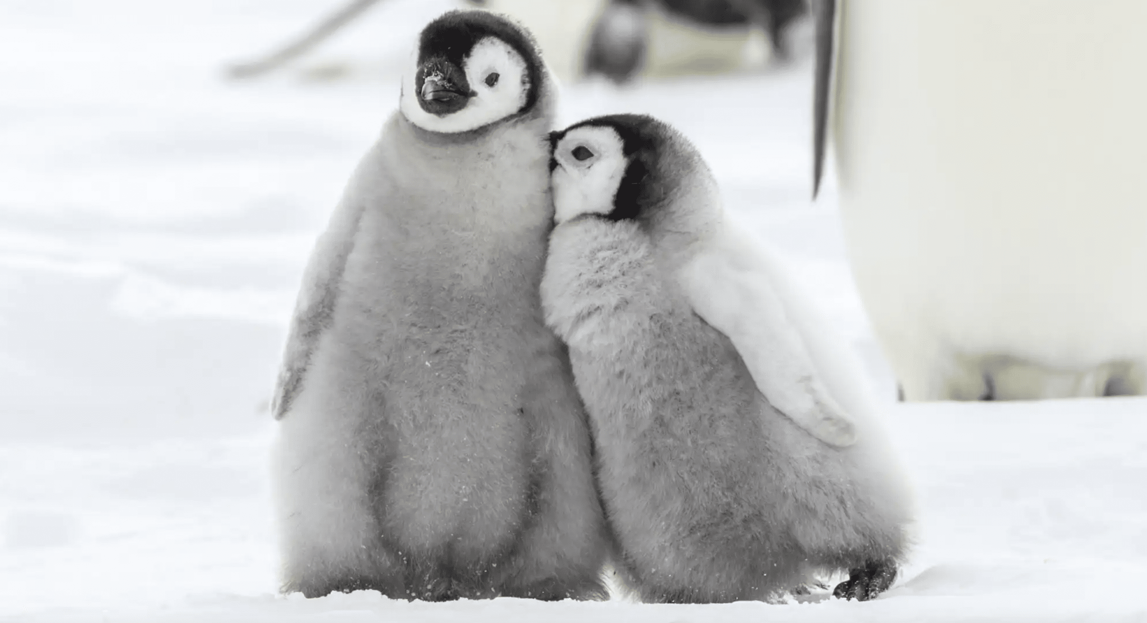 pingüinos