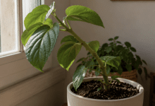 plantas chuecas