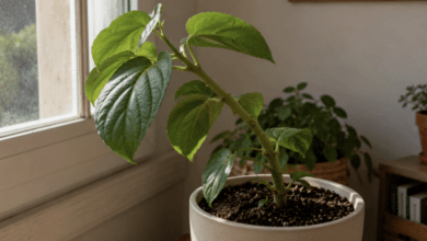 plantas chuecas