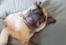 perrito roncando