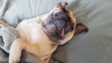 perrito roncando