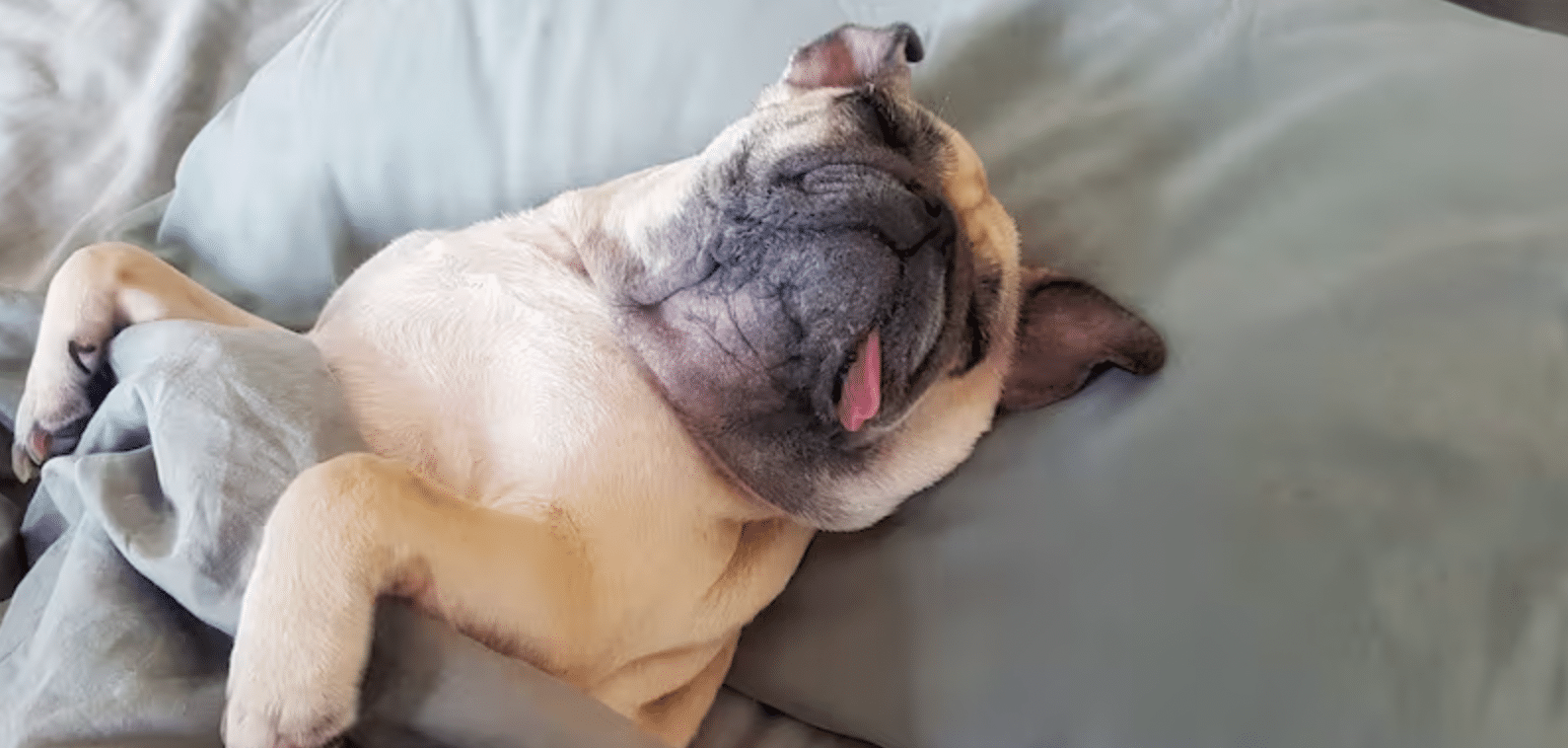 perrito roncando