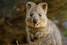quokka