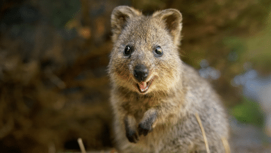 quokka