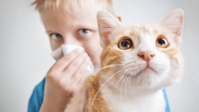 gato alergia asma salud